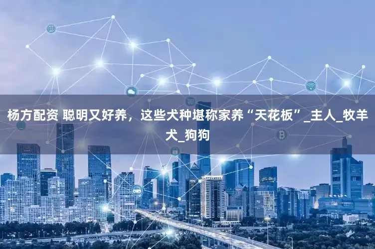 杨方配资 聪明又好养，这些犬种堪称家养“天花板”_主人_牧羊犬_狗狗